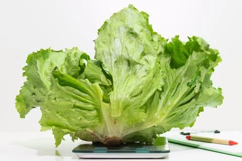 A lettuce on a digital scale, weight control and food safety concept Stock Photos