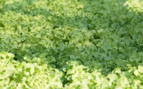 Lettuce does not use soil Stock Photos
