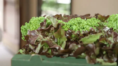 Lettuce dolly shot Stock-Footage 32403695