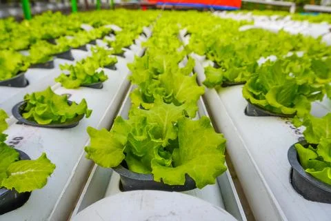 Lettuce is easy to grow using the hydroponic method Stock Photos