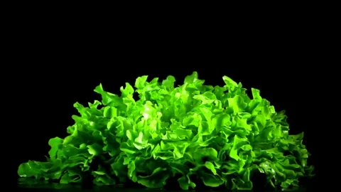 Lettuce falling in a plate 2.1 - slow motion Stock Footage 77606915
