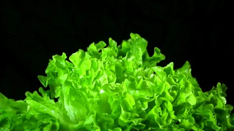 Lettuce falling in a plate - close up - slow motion Stock Footage 77606786