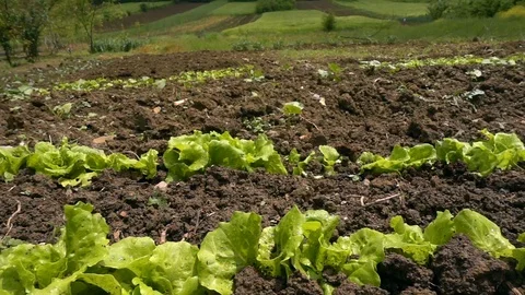 Lettuce in Farm Field Stock Footage 108009686