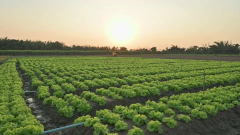 Lettuce farm Stock Footage 224350906