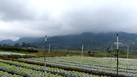 Lettuce in the farm with mountain as the background. Stock Footage 228758090