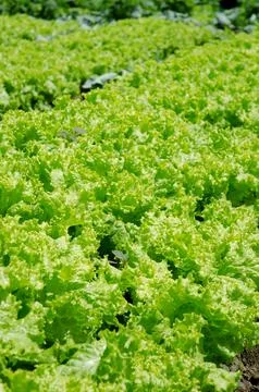 Lettuce farm Stock Photos