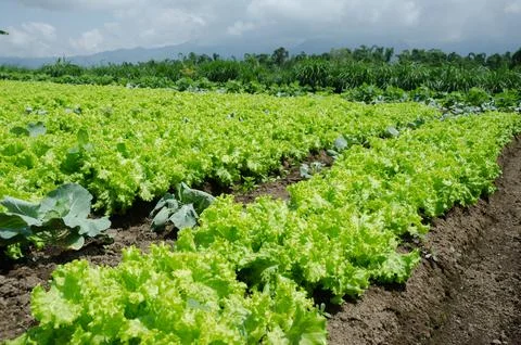Lettuce farm Stock Photos