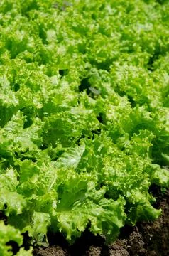 Lettuce farm Stock Photos