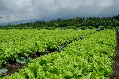 Lettuce farm Stock Photos