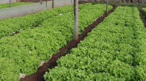 Lettuce farming 库存影片 51239571