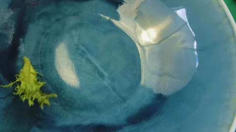 Lettuce fell into the plate Stock Footage 113151630
