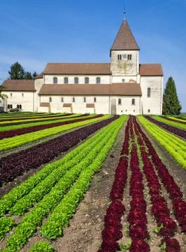 Lettuce field and monastery. Rows of different sorts of lettuce. Stock Photos