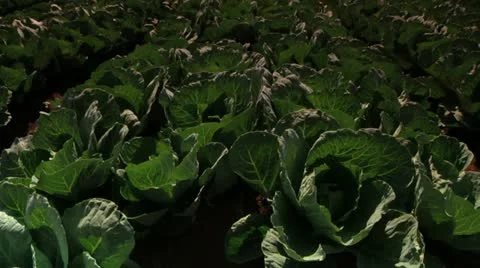 Lettuce Field Stock Footage 10923008