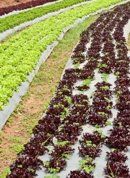 Lettuce field. Stock Photos