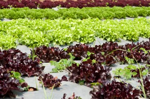 Lettuce field. Fotos Stock