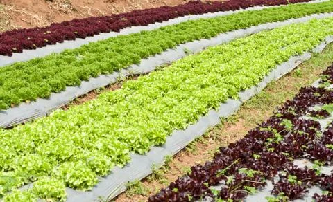 Lettuce field. Stock Photos
