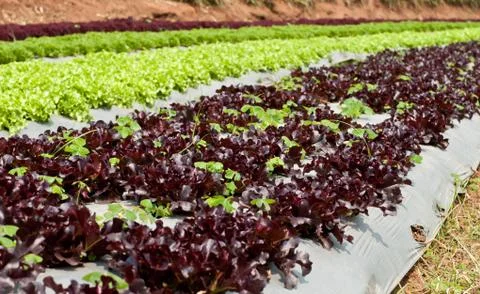 Lettuce field. Photos