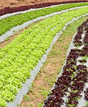 Lettuce field. Stock Photos