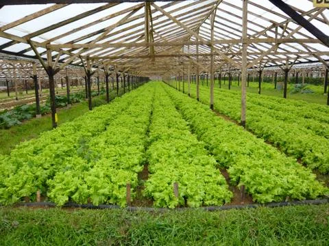 Lettuce field Stock Photos