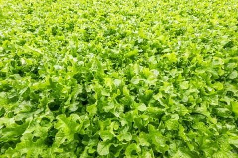 Lettuce field Stock Photos