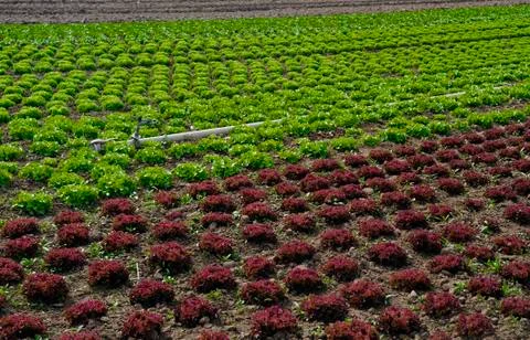 Lettuce field Stock Photos