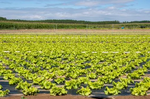 Lettuce field Stock Photos