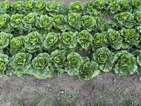 Lettuce field Stock Photos