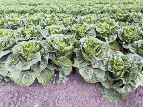 Lettuce field Stock Photos