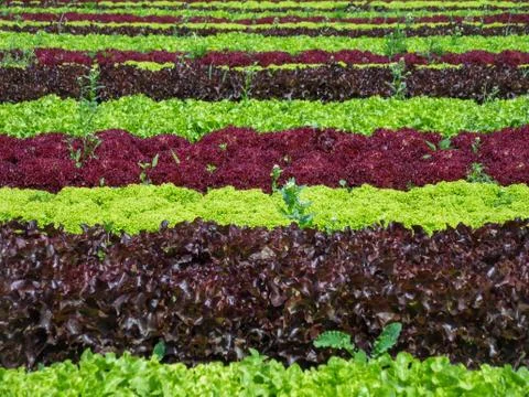 Lettuce field. Rows of different sorts and colors of lettuce. Stock Photos