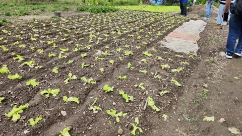 Lettuce field. Rows in a natural pattern of lettuce crops on Avila hill Stock Footage 299773834