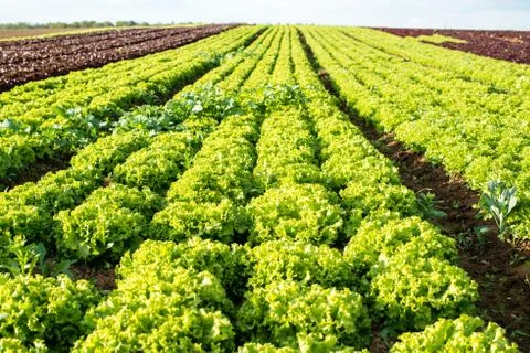 Lettuce fields Stock Photos