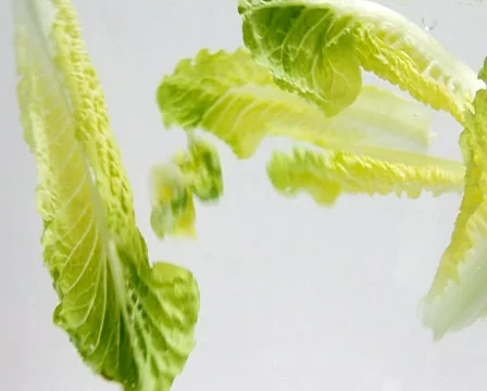 Lettuce Video stock 450774