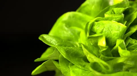 Lettuce Stock Footage 10829502