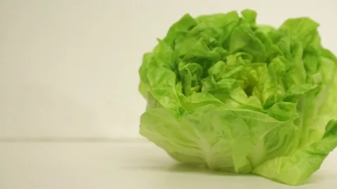 Lettuce Stock Footage 81925432