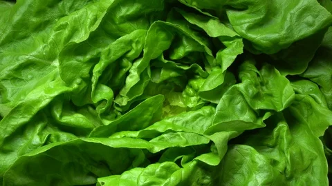Lettuce Video stock 82670047