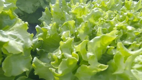Lettuce Stock Footage 122919196