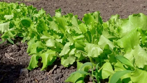 Lettuce Stock Footage 195184161