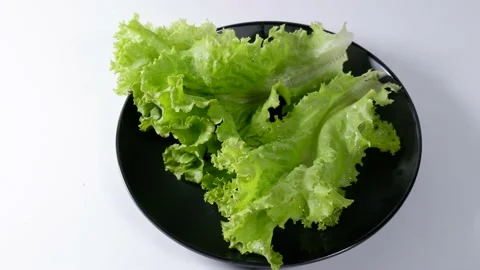 Lettuce Stock-Footage 231013461