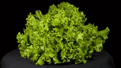 Lettuce Stock Footage 330338623