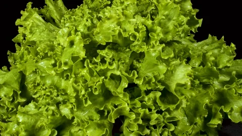 Lettuce Stock Footage 332010170