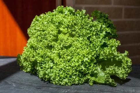 Lettuce fresh on the table vegetable closeup, hydroponics Stock Photos