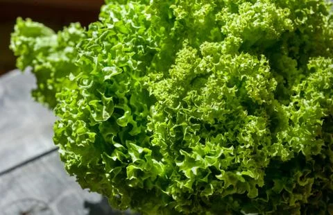 Lettuce fresh on the table vegetable closeup Stock Photos