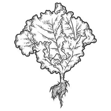 Lettuce full length, with the root. Sketch scratch board imitation. Black and Stock Illustration