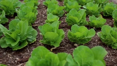Lettuce Garden Flyby Video stock 193256888