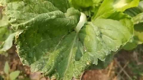 Lettuce in the garden Stock Footage 303952813