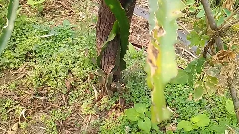 Lettuce in the garden Stock Footage 303953228