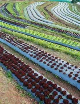 Lettuce garden Stock Photos