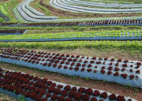 Lettuce garden Stock-Fotos