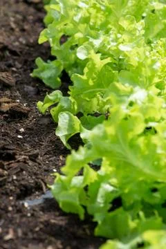 Lettuce garden. Stock Photos