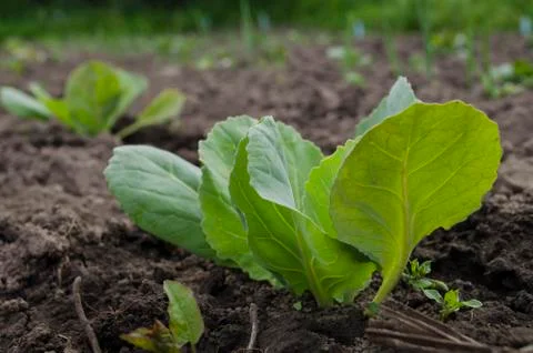 Lettuce in the garden Stock Photos